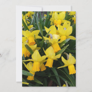 Blankodils i Kanadas Blommigt Card