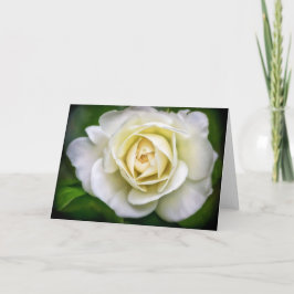 Blankt anteckningskort för Vit ros-blomma bild