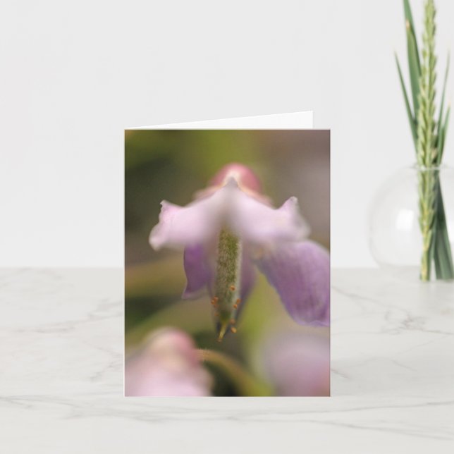 Blankt blankgratulationskort för blommande anda kort (Framsida)