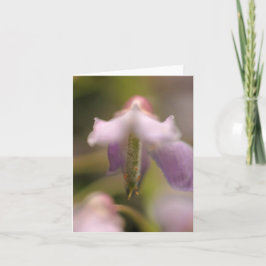 Blankt blankgratulationskort för blommande anda kort