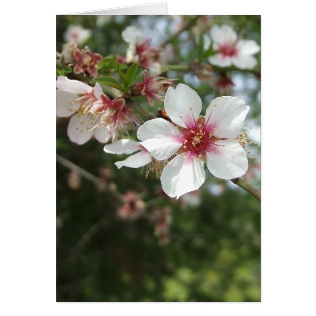 Blankt blanksteg-kort för Blommar Hälsningskort (Framsidan)