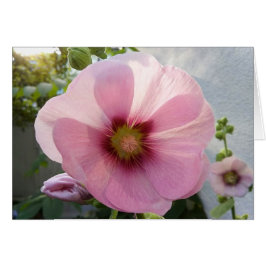 Blankt blankt Rosa Hollyhock-kort Hälsningskort