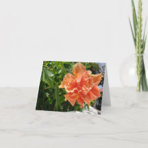 Blankt för Apricot Hibiscus tropiska blommor