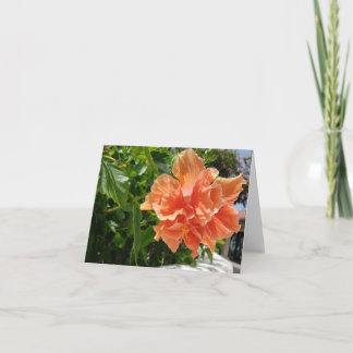 Blankt för Apricot Hibiscus tropiska blommor Kort