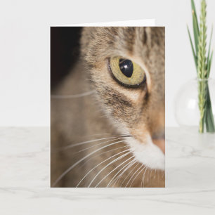 Blankt fotohälsningskort för Tabby katt Ansikte Kort