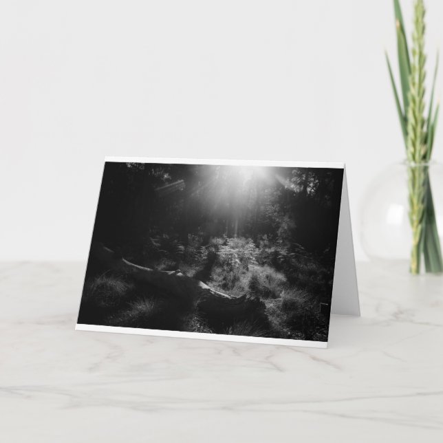 Blankt fotokort - Ljus genom träd Kort (Framsida)