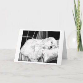 Blankt gratulationskort för Cockapoo Hund Porträtt Kort