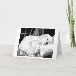 Blankt gratulationskort för Cockapoo Hund Porträtt Kort