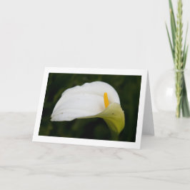 Blankt gratulationskort för vår, fetstil kort