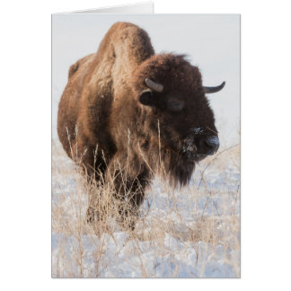 Blankt gratulationskort för vild Bison Hälsningskort