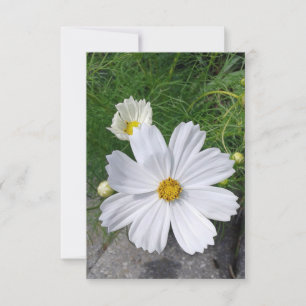 Blankt gratulationskort för vita blomsterblommor