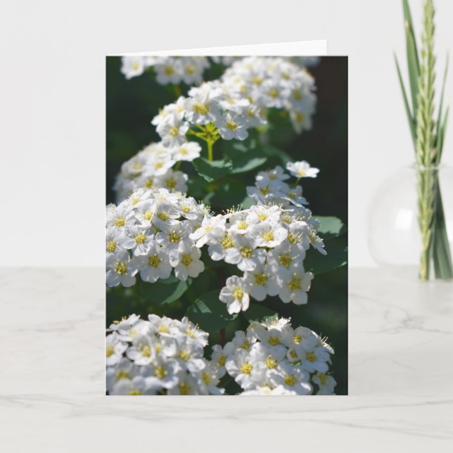 Blankt gratulationskort kort (Framsida)