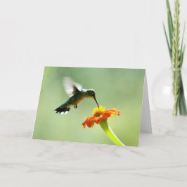 Blankt gratulationskort med hummingbird och blomma kort