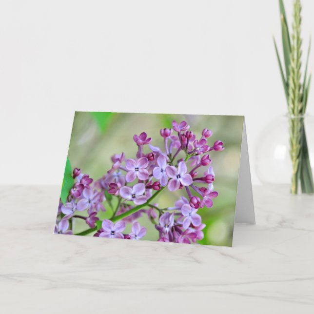 Blankt gratulationskort med Lilac Flowers Kort (Framsida)