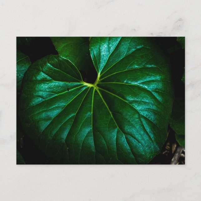 Blankt grönt blad med utstrålande ådror närbild vykort (Framsida)