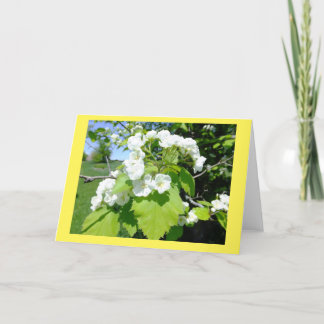 Blankt Hawthorn Flowers-anteckningskort Kort
