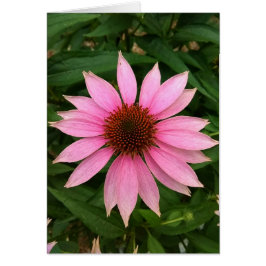 Blankt kort för Bright Lila