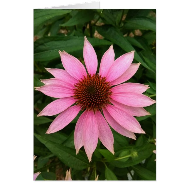 Blankt kort för Bright Lila (Framsidan)