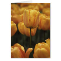 Blankt kort för gult