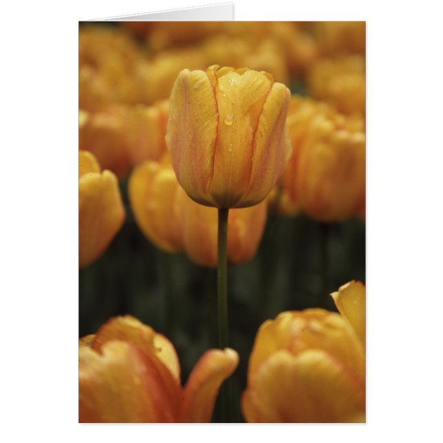 Blankt kort för gult (Framsidan)