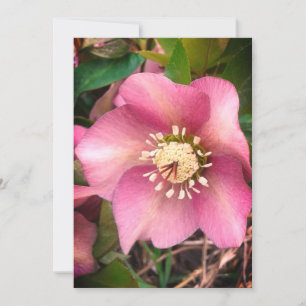 Blankt kort för Hellebore Vår