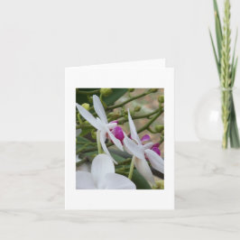 Blankt kort för lila och vit moth Orchids