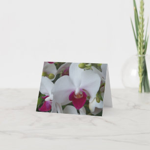 Blankt kort för lila och vit moth Orchids