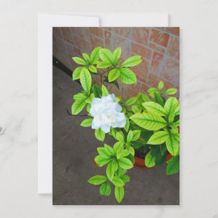 Blankt kort för trädgårdsblomma