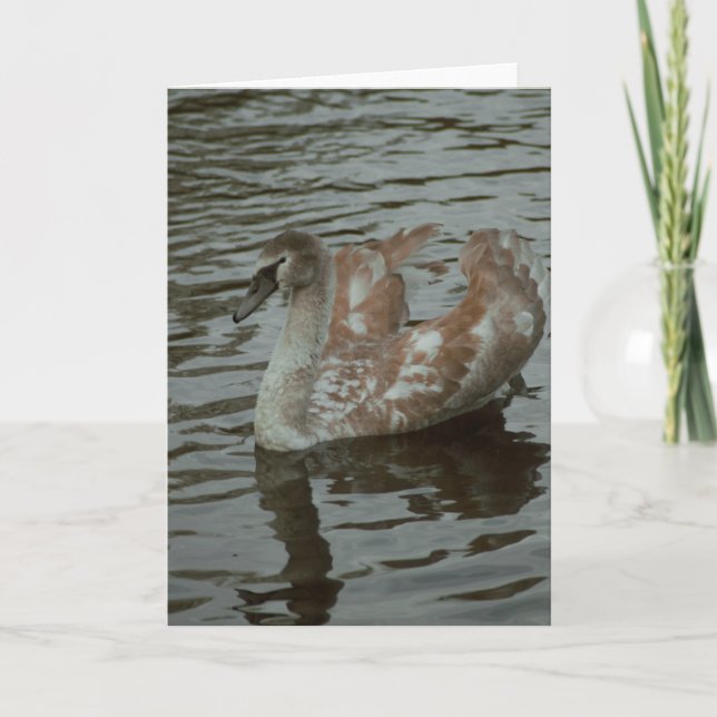 Blankt kort för vacker fotografi av svan (Framsida)