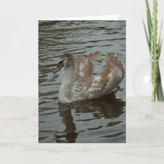 Blankt kort för vacker fotografi av svan