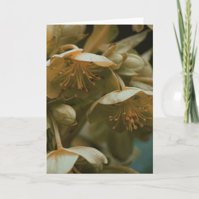 Blankt kort för vacker fotografierad blommigt (Framsida)