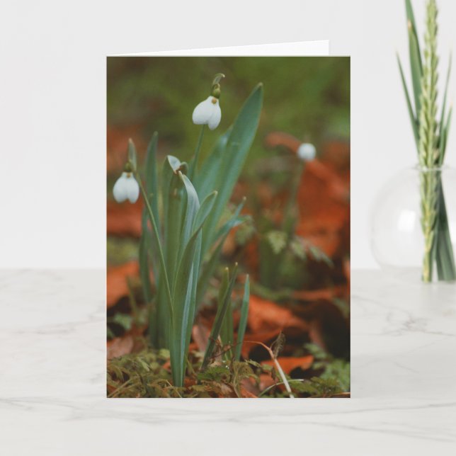 Blankt kort för vacker snödroppsdroppe blomsterfot (Framsida)