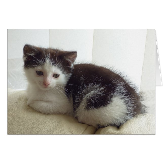Blankt kort med söt kattinlägg (Framsidan Horizontal)