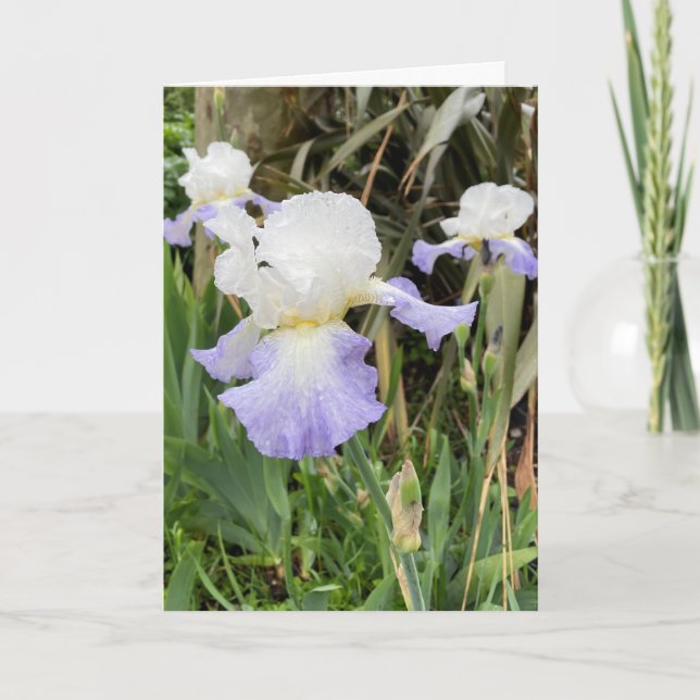 Blankt, lätt lila Iris-blomsterkort Kort (Framsida)