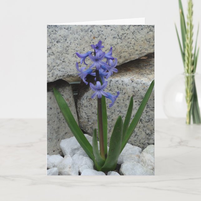 Blankt nederkorgskort kort (Framsida)