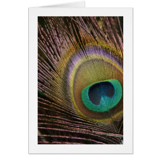 Blankt peacock-ludd-kort OBS kort