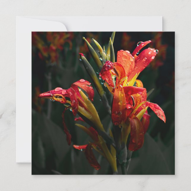 Blankt tack, ditt kort (Framsida)