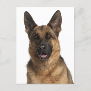 Blankt vykort för Hund med schepherd Puppy