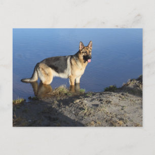 Blankt vykort för Hund med schepherd Puppy