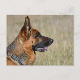 Blankt vykort för Hund med schepherd Puppy