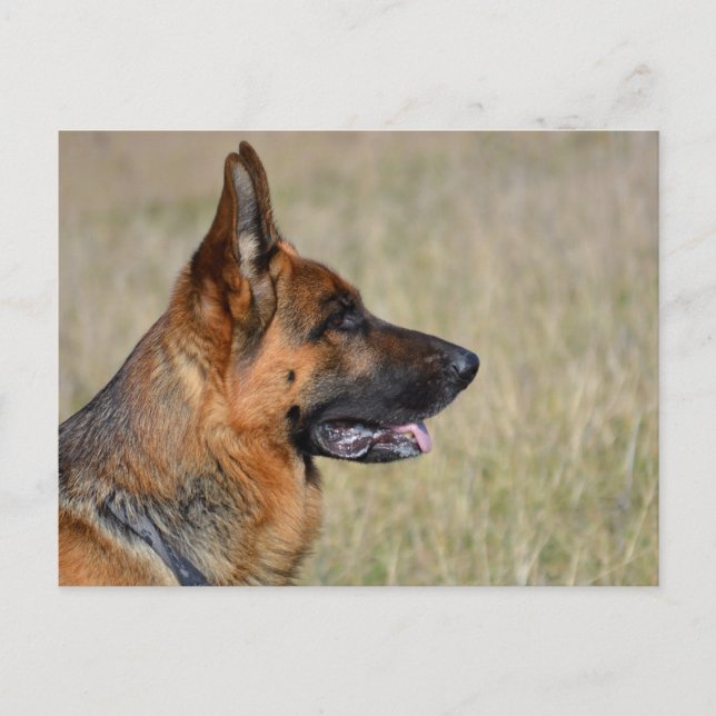 Blankt vykort för Hund med schepherd Puppy (Framsida)