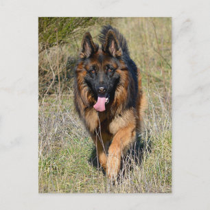 Blankt vykort för Hund med schepherd Puppy
