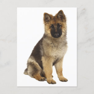 Blankt vykort för Hund med schepherd Puppy