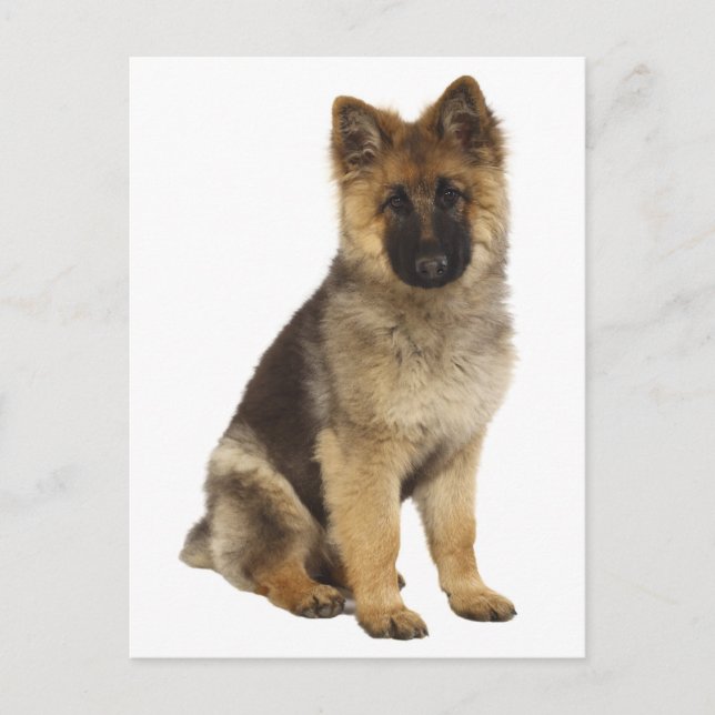 Blankt vykort för Hund med schepherd Puppy (Framsida)