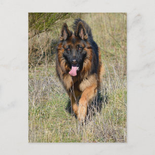 Blankt vykort för Hund med schepherd Puppy