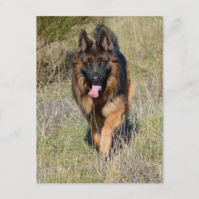 Blankt vykort för Hund med schepherd Puppy (Framsida)