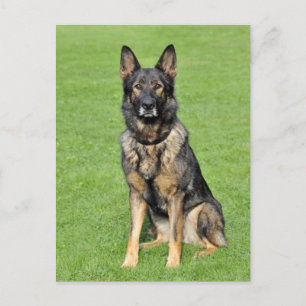 Blankt vykort för Hund med schepherd Puppy