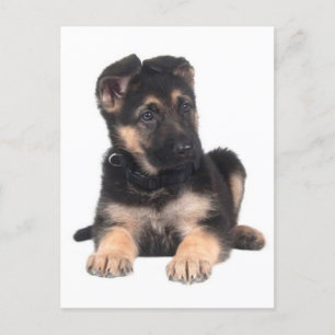 Blankt vykort för Hund med schepherd Puppy