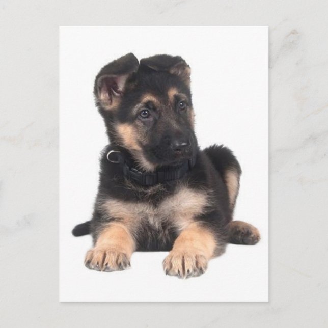 Blankt vykort för Hund med schepherd Puppy (Framsida)