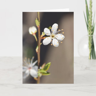 BlankWhite Cherry-Blommar Kort